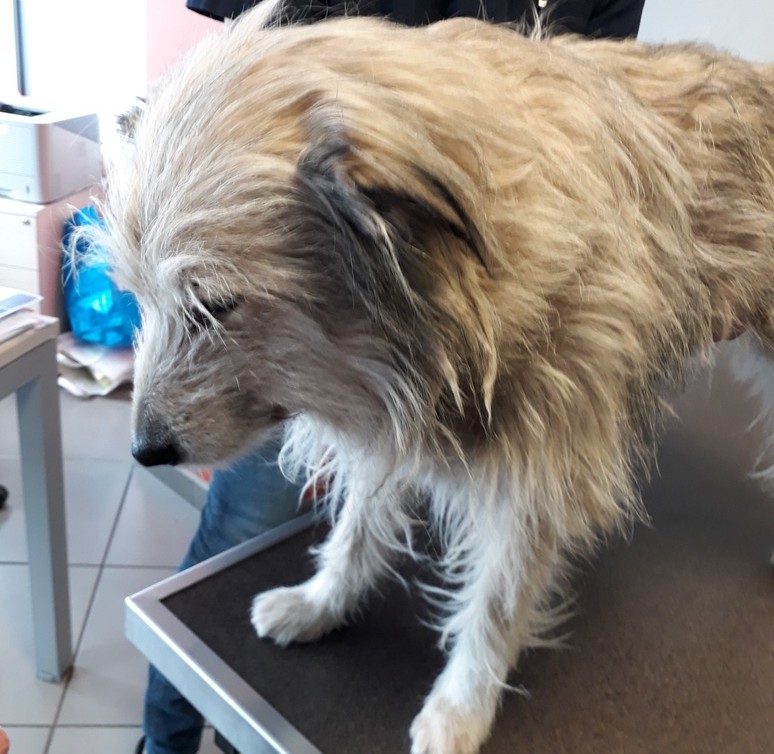 La médecine vétérinaire, un business comme un autre ?