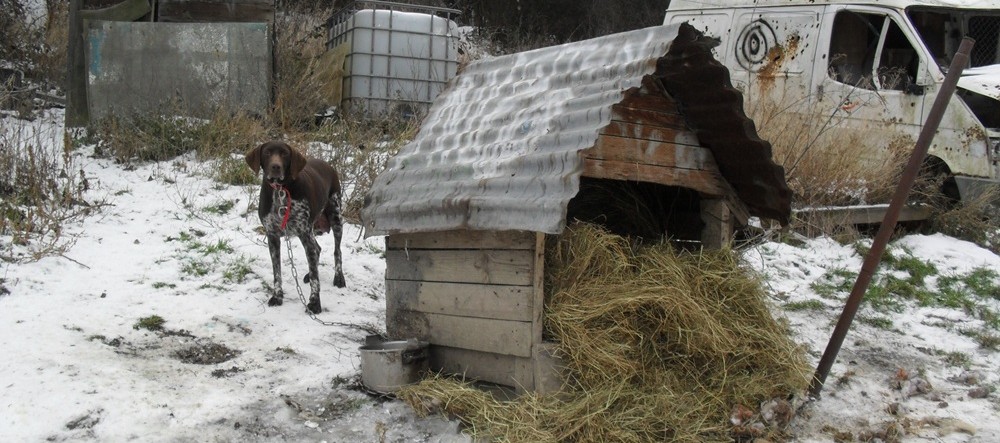 « Animaux esclaves, souffre-douleur : rien ne change ».