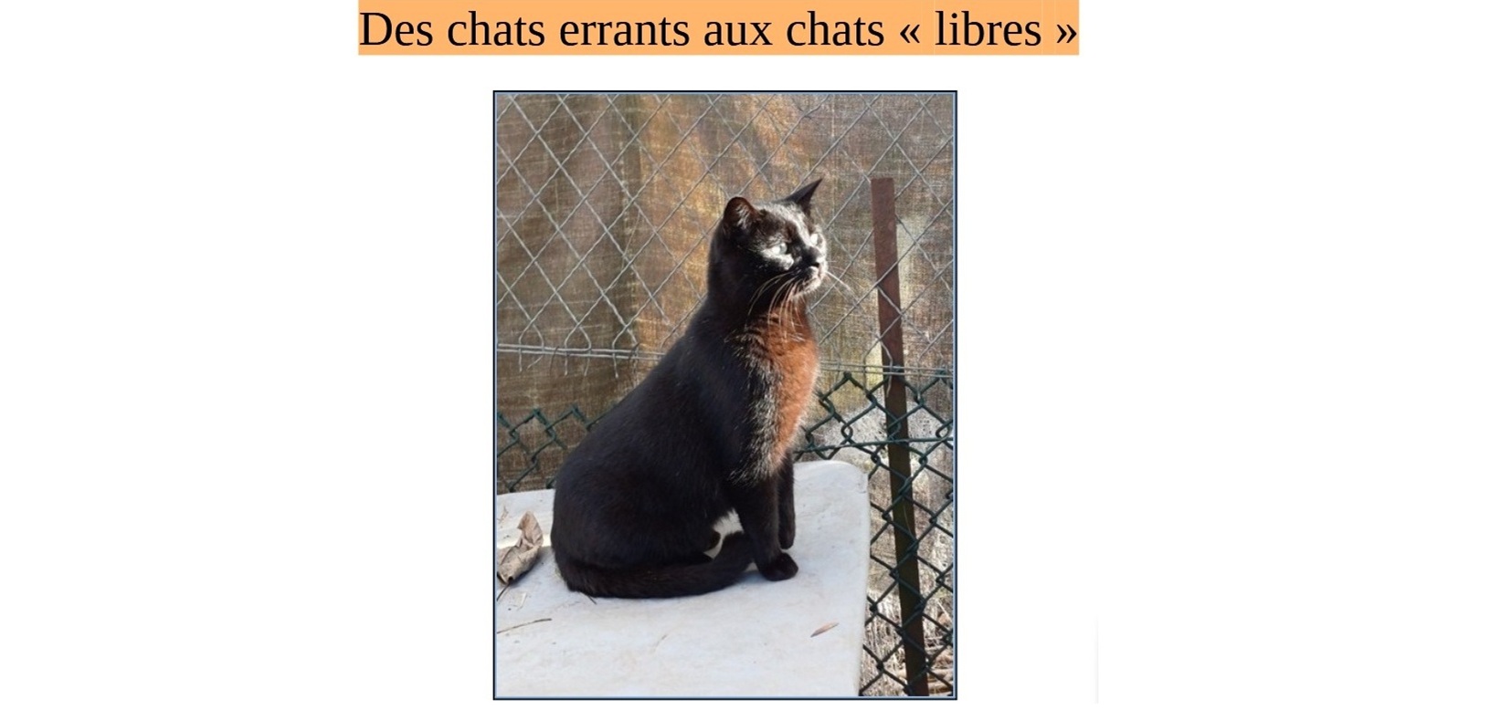 Des chats errants aux chats « libres »