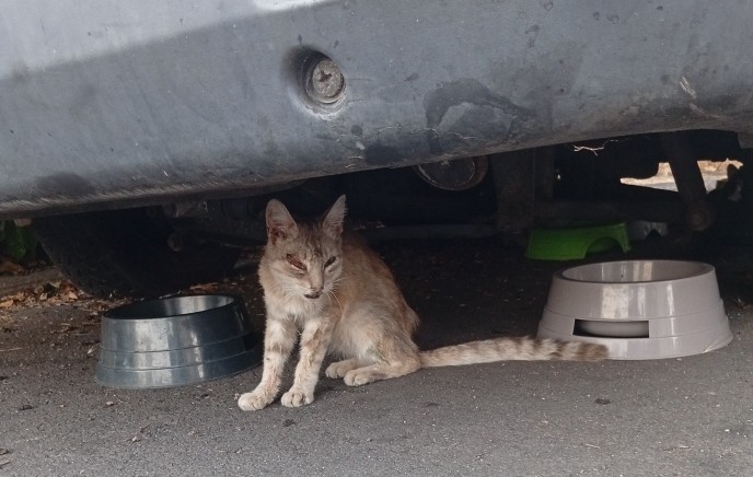 Condition animale : l’« impensé » doit cesser d’être un impensable